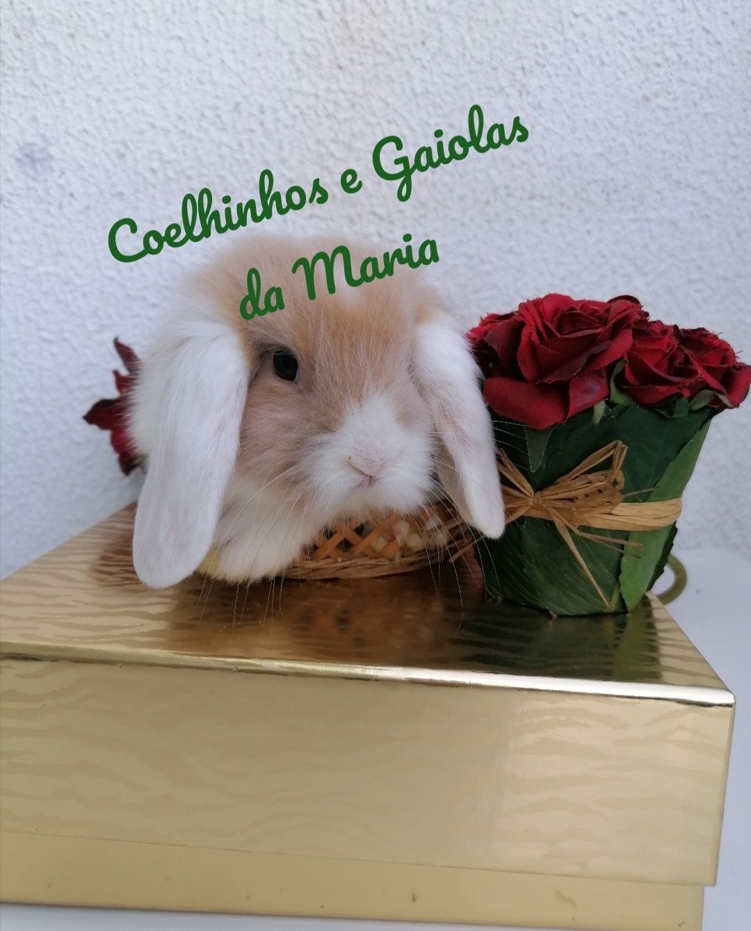 Coelhos Anões Bebés, Mini Toy, Mini Holandêz, Tedy, Mini Lop Belier