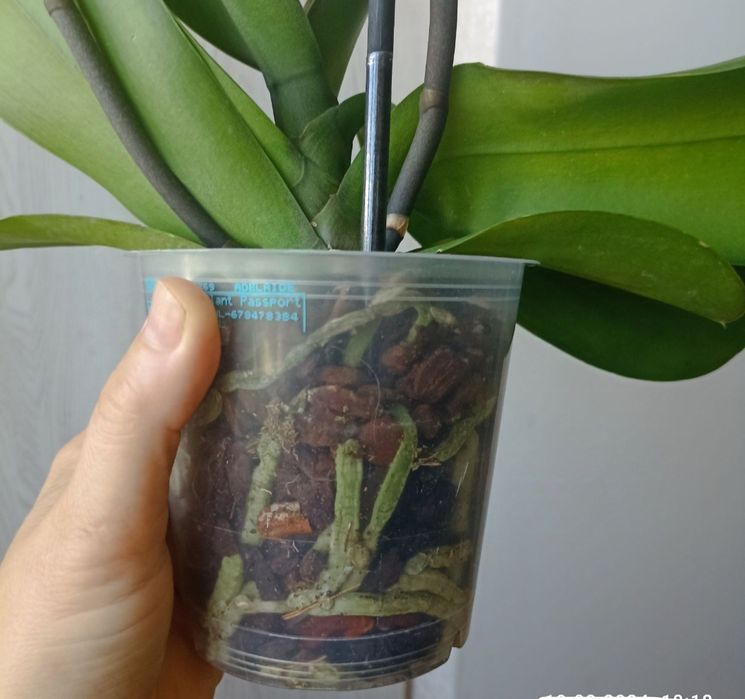 Орхідея Phalaenopsis, біла
