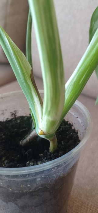 Монстера альба, варієгатна