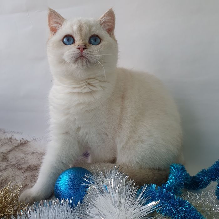 Ах, эти голубые глазки, мимо них пройти нельзя Питомник котят Киев кот