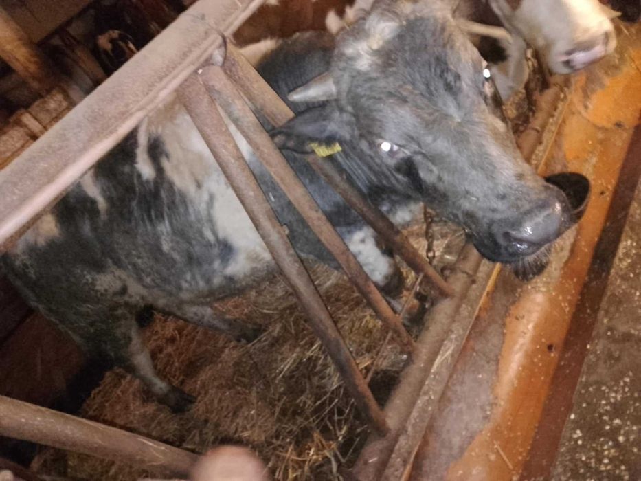 Byk BB mięsny odsadek