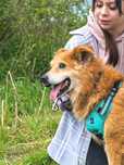 Karmelek - psi ideał szuka domu ADOPCJA