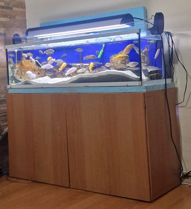 Aquario 120×40×40 completo