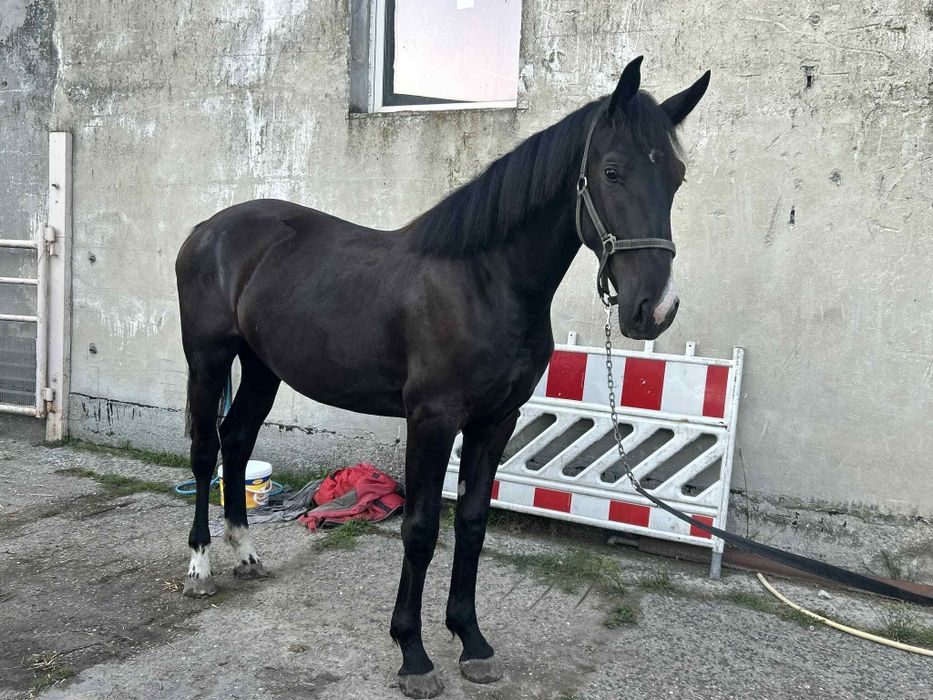 Na sprzedaż śliczna klacz Śląska