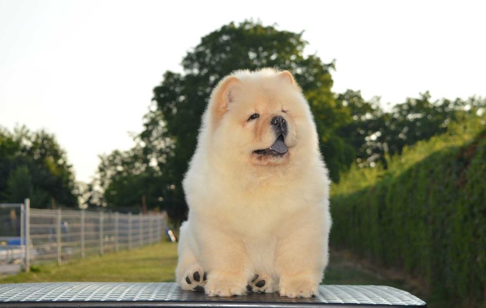 Chow Chow disponível