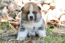 Akita inu-akita japońska czerwony piesek FCI