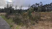 Terreno para construção em albergaria a velha.