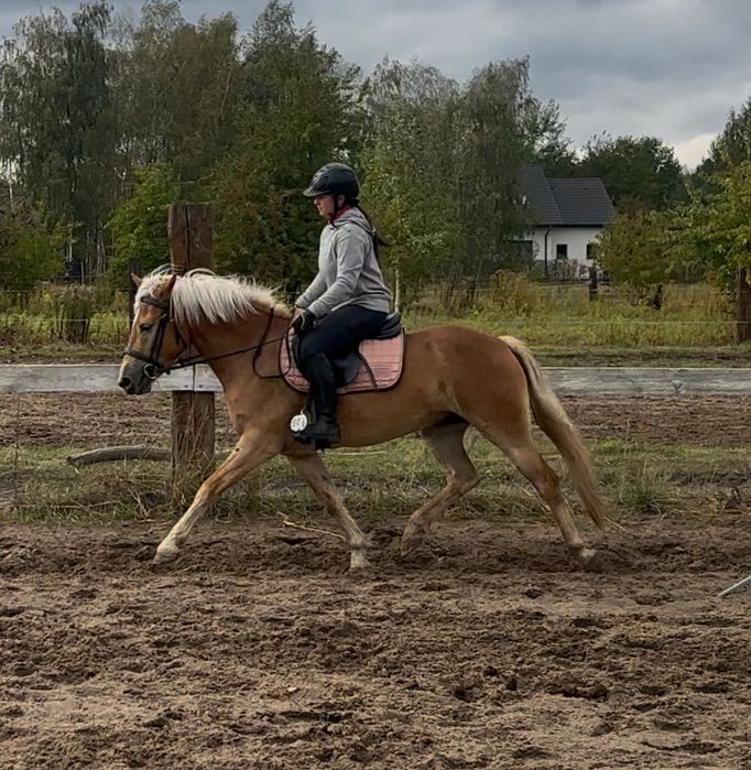 Haflinger hodowla/sport