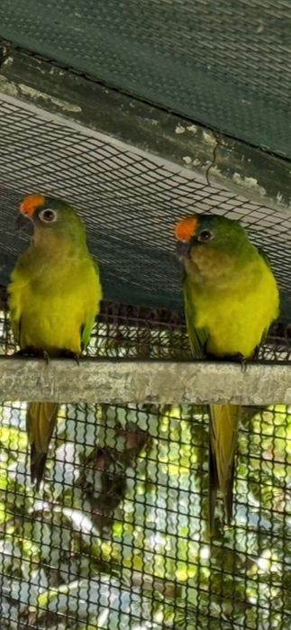 Ring Neck e Aratingas