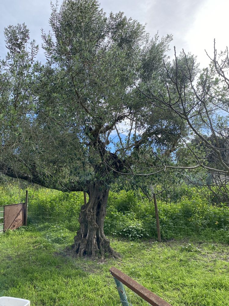 Oliveiras centenarias para transplantar