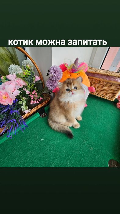 Золотая британская шиншилла кот котята котик хлопчик кіт