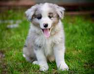 Border Collie FCI