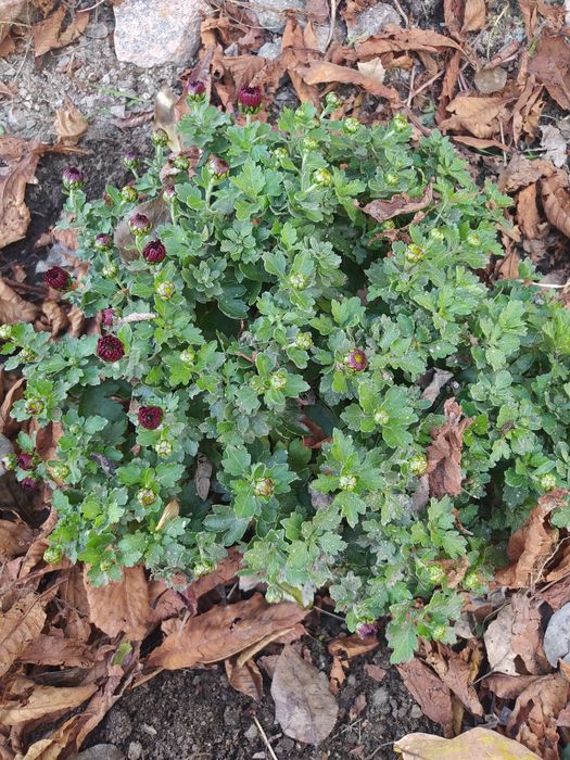 Продам хризантеми