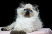 Kocurek ragdoll seal point FIFE/FPL