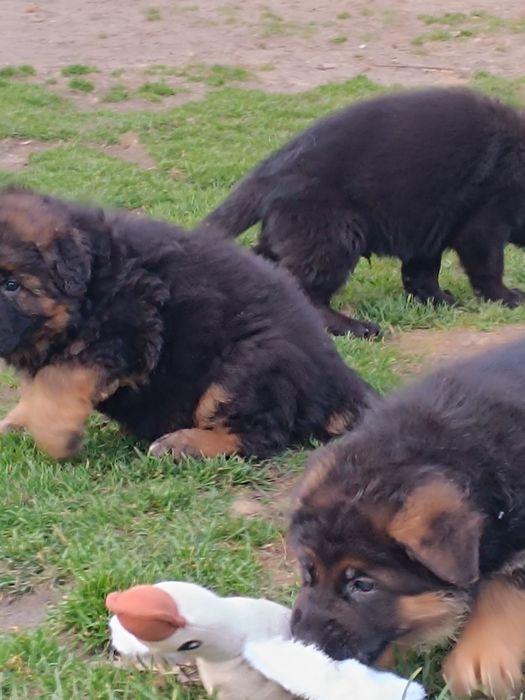 Owczarek niemiecki krótkowłosy suczka