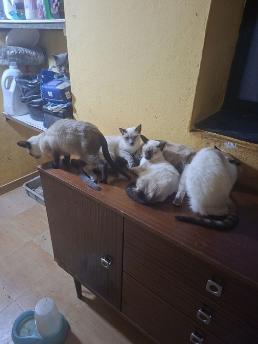 Gatos para adopção