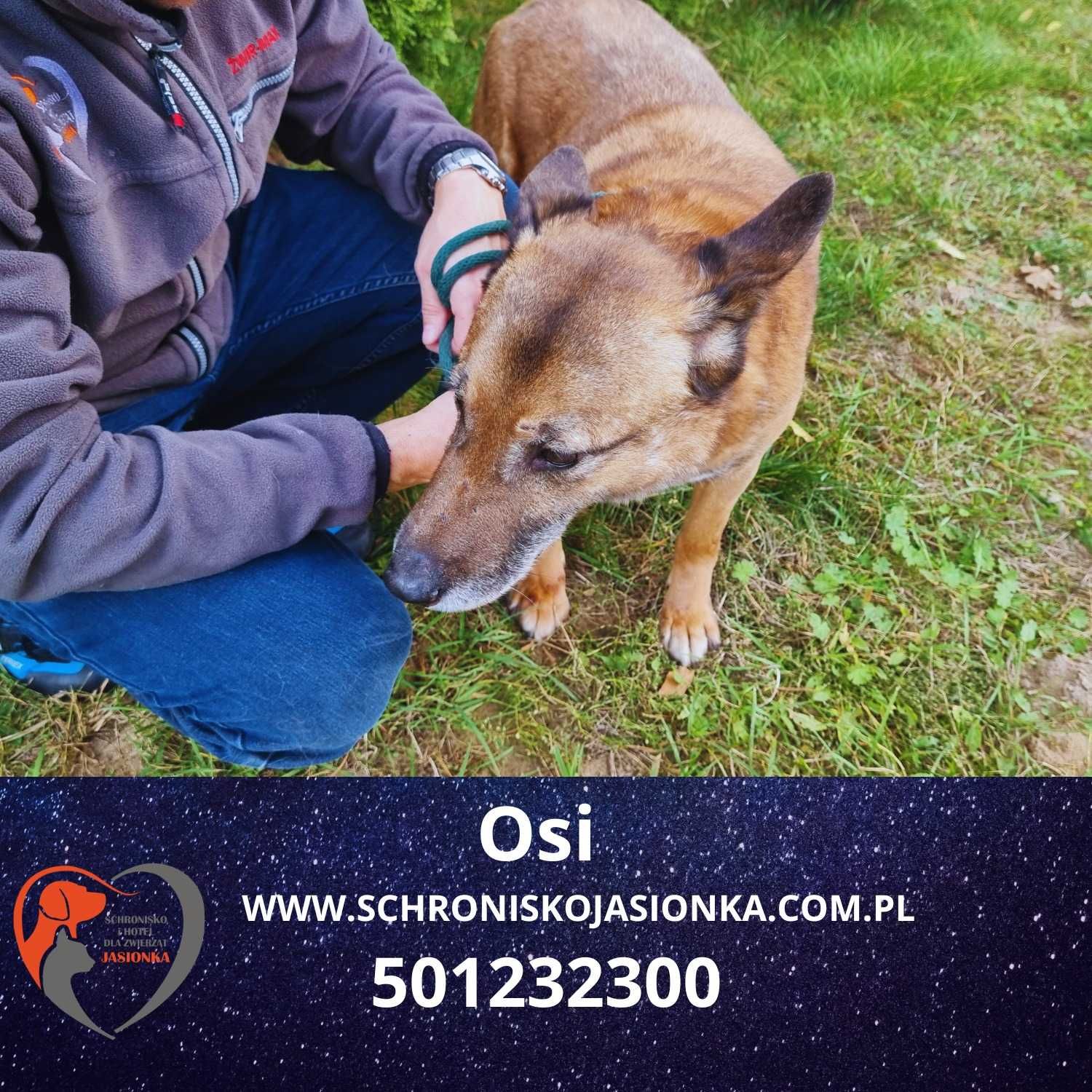owczarek niemiecki Osi w schronisku jasionka