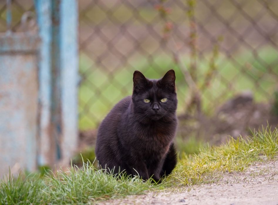 Вуличні коти, кішки, молоді