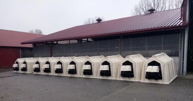 Budki Iglo dla cieląt