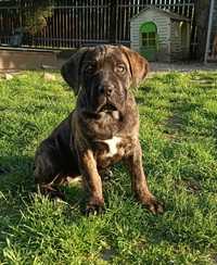 Suczka Lili Cane Corso