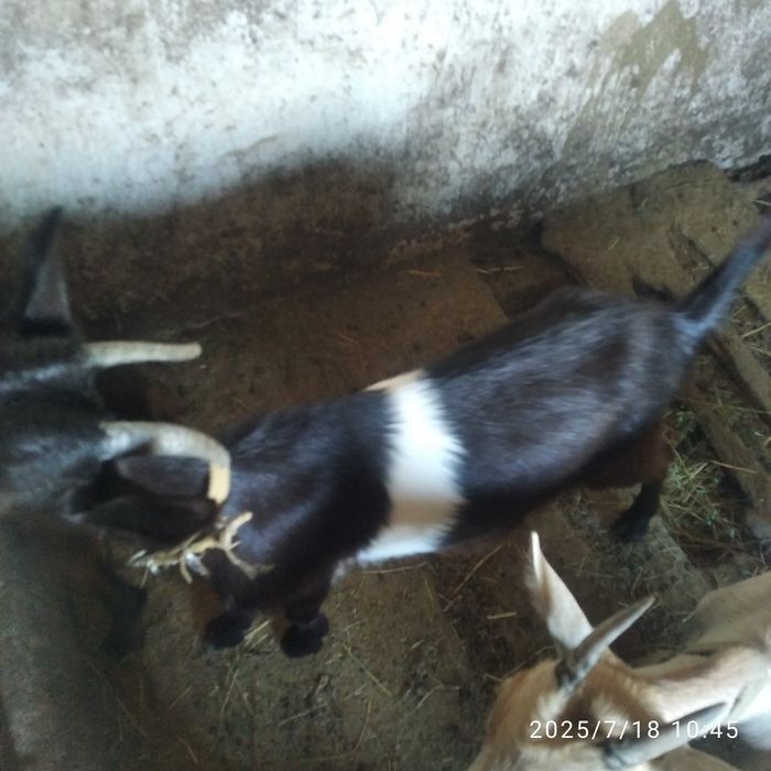 Козочек разного возраста