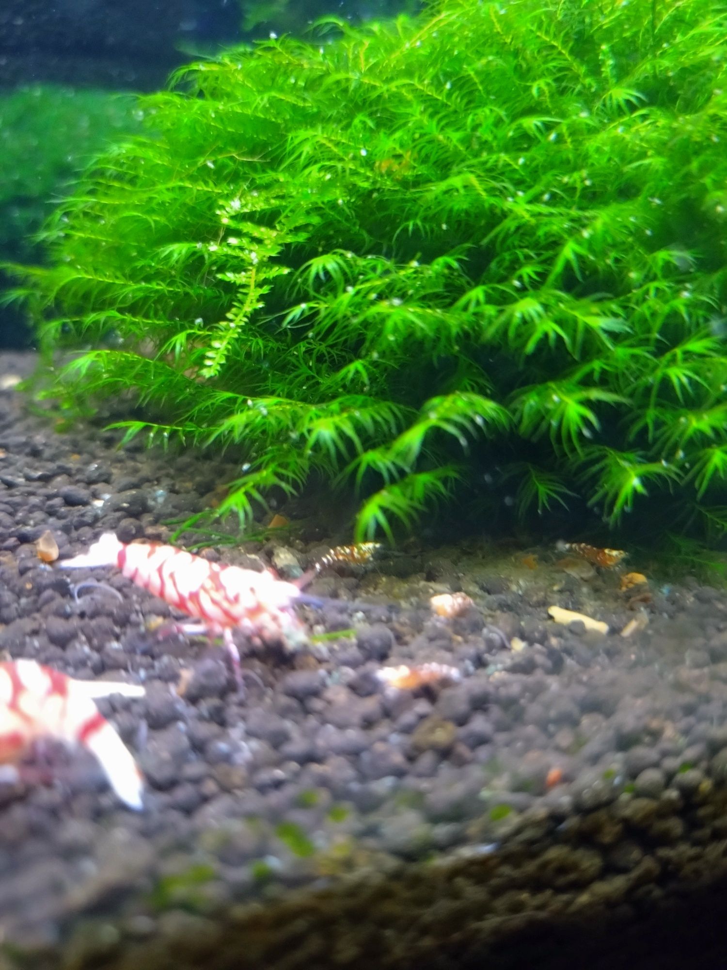 Krewetki Red fency Tiger