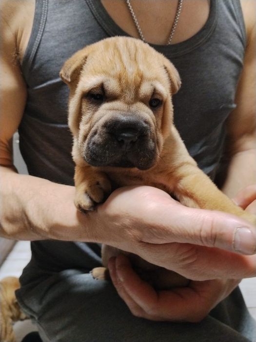 Маленькі шарпеї шукають люблячі родини