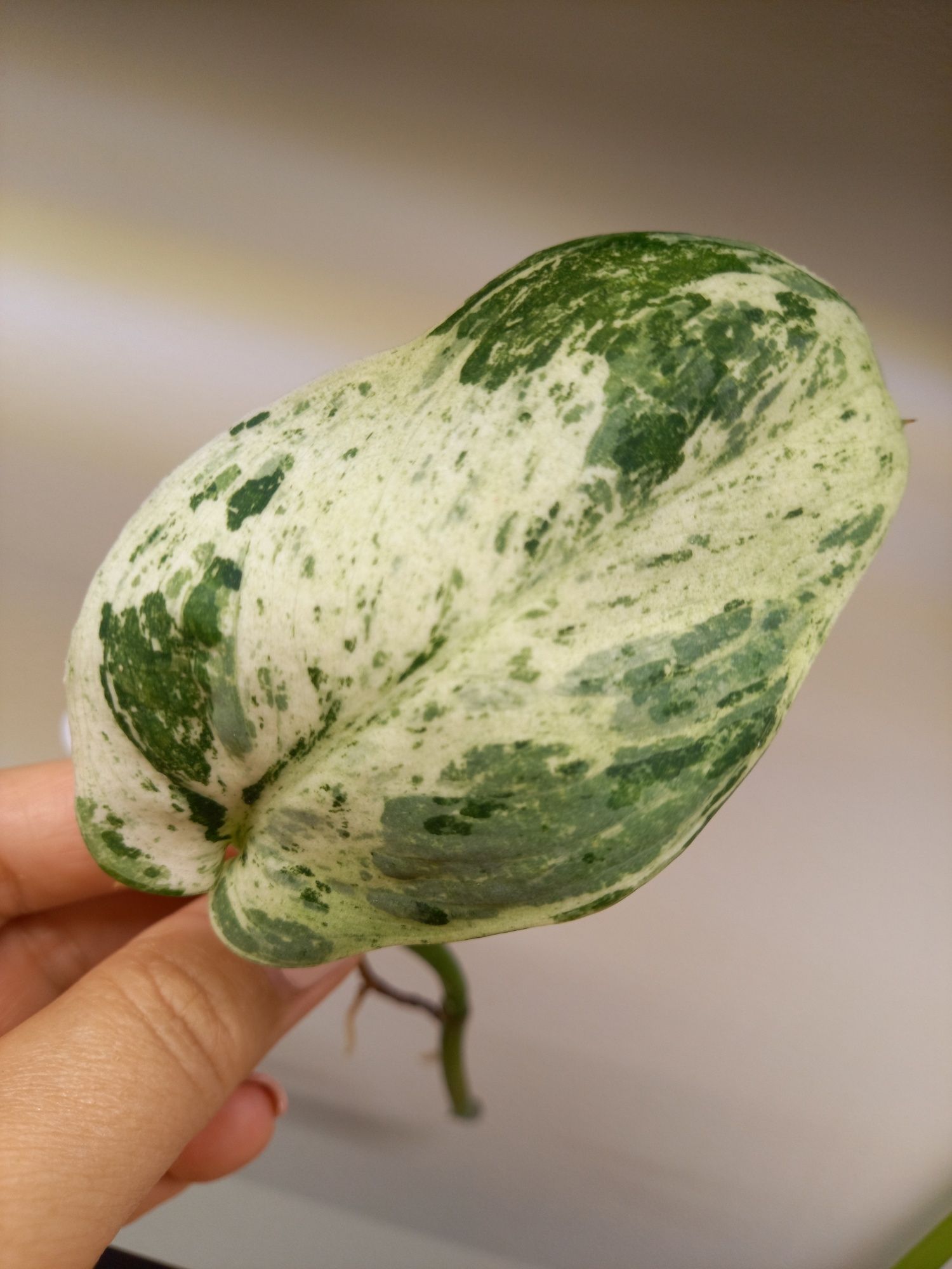 Scindapsus Jade Satin Marble