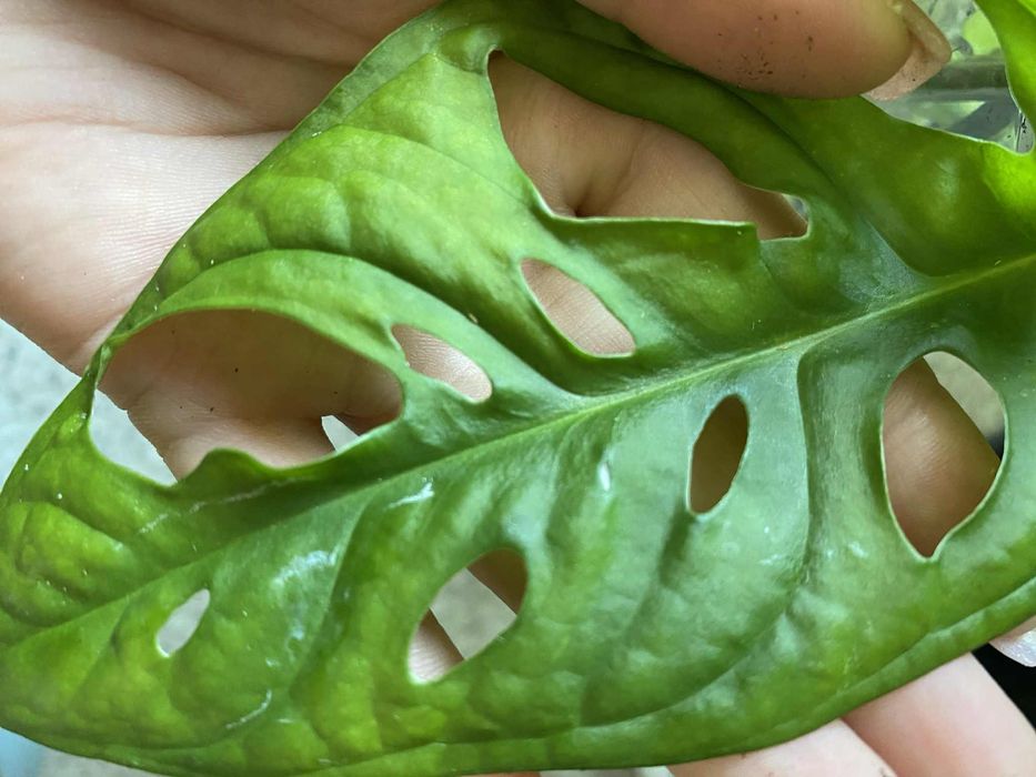 Monstera adansonii variegata regres