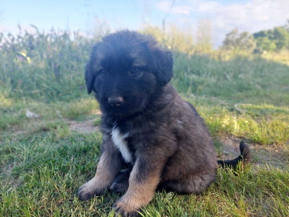 Cães Serra da Estrela Adoção