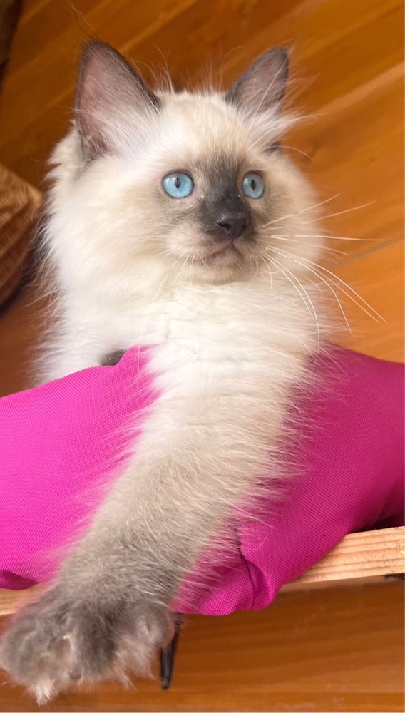 Kocurek piekny seal mitted i colorpoint/badania/FPL
