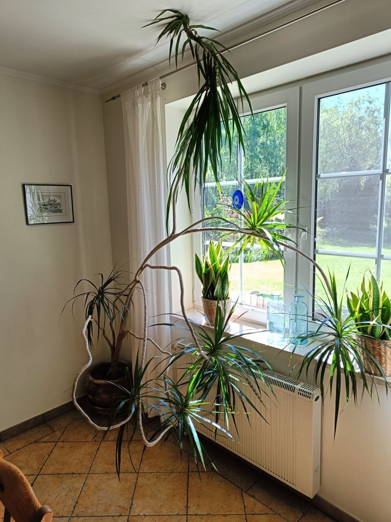 Dracena o wysokości i szerokości ok. 2 m