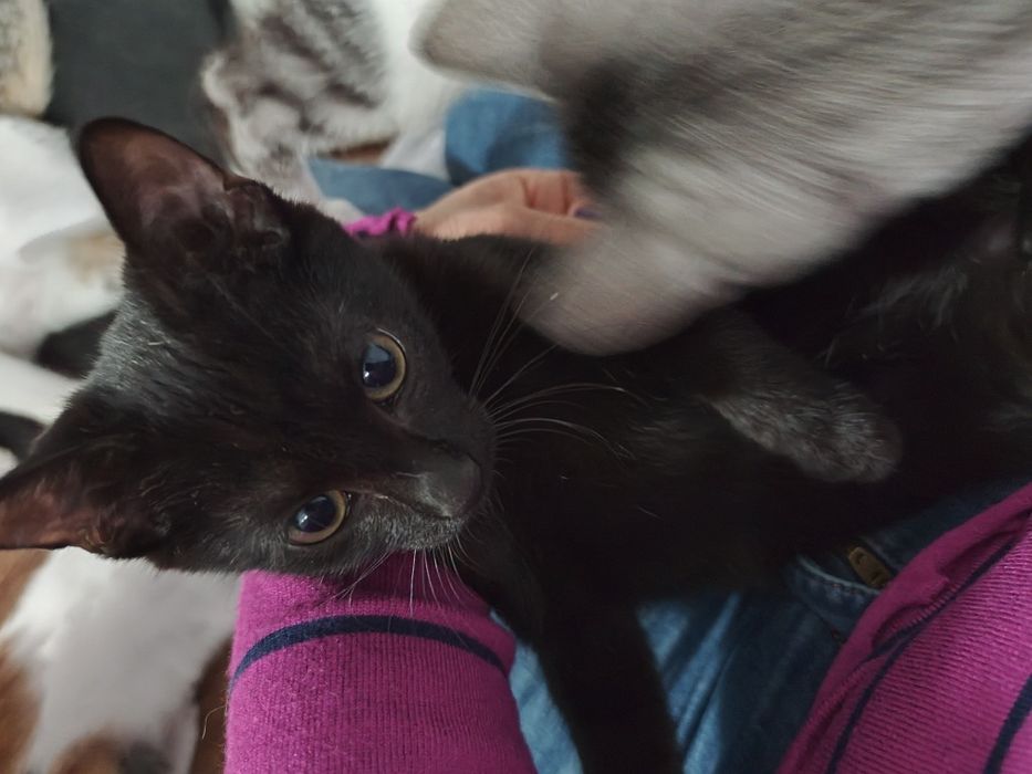 Pokochaj czarną Mambusię