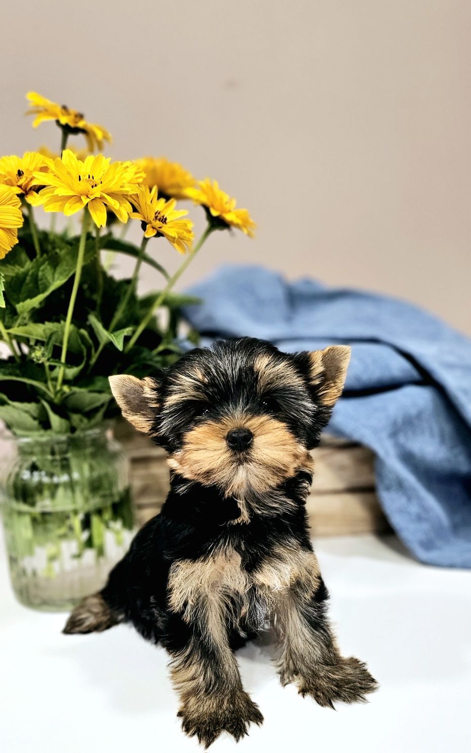 Yorkshire Terrier ZKwP/FCI - york, yorki, suczka