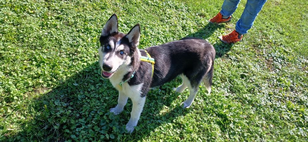 Szczeniak husky 4 m-ce