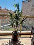 Plantas de interior DRACAENA