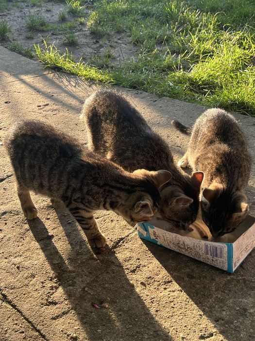 3-miesieczne kociaki szukają domów