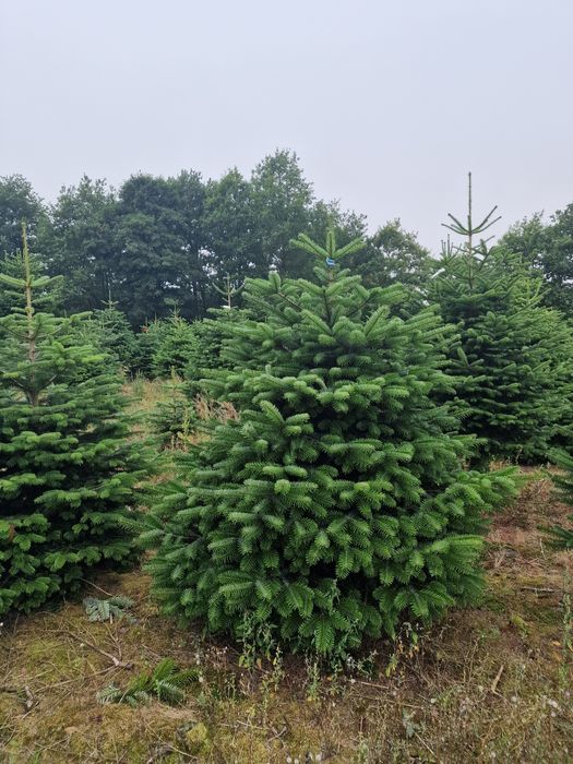 Jodła Kaukaska Plantacja Odense Dania