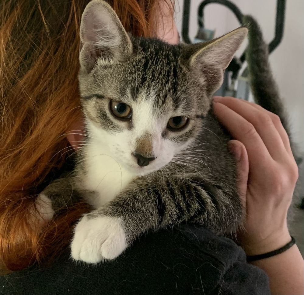 Kociaki do adopcji