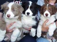 Szczenięta border collie