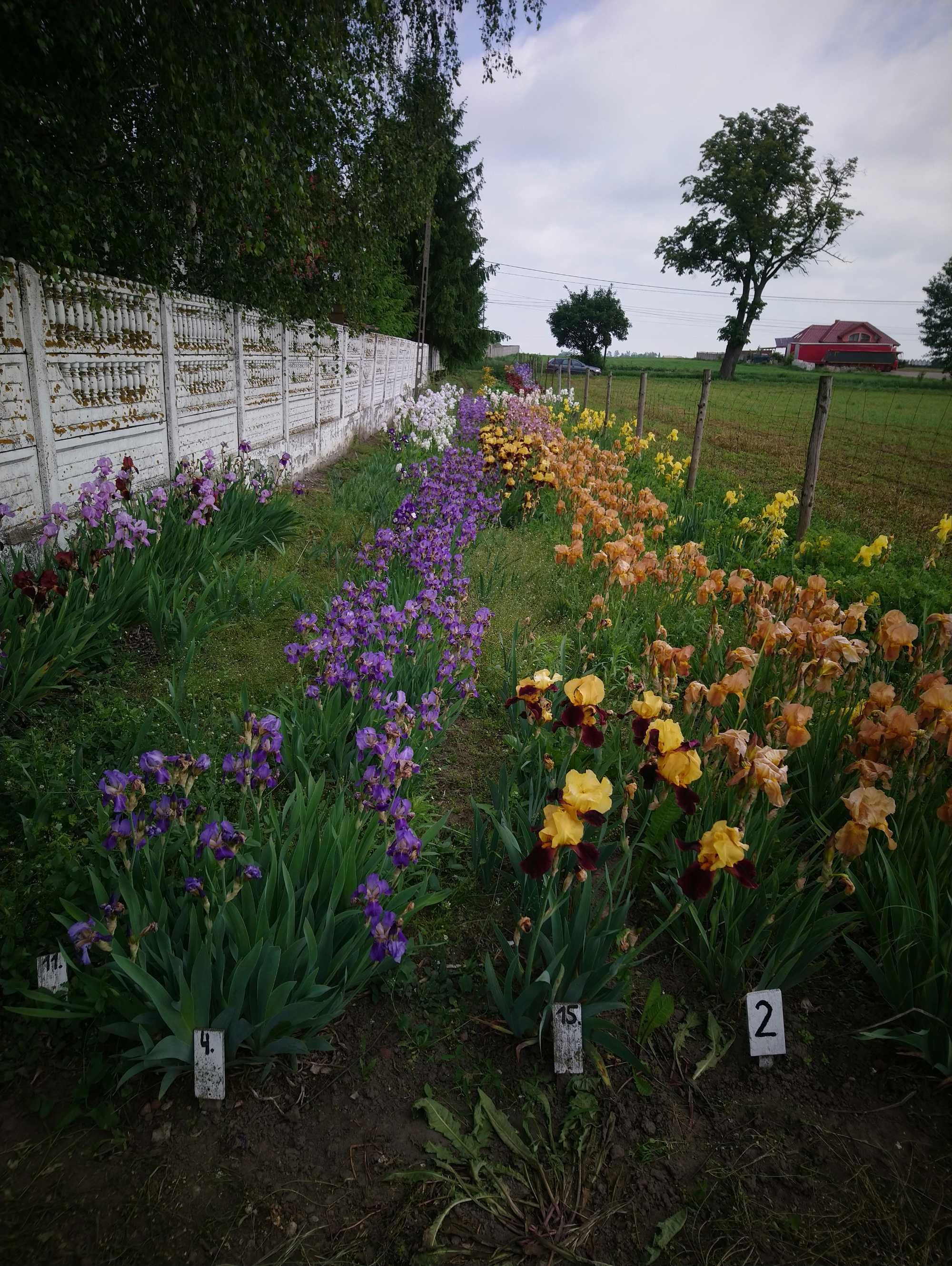 Kolekcja irysów 500 sztuk