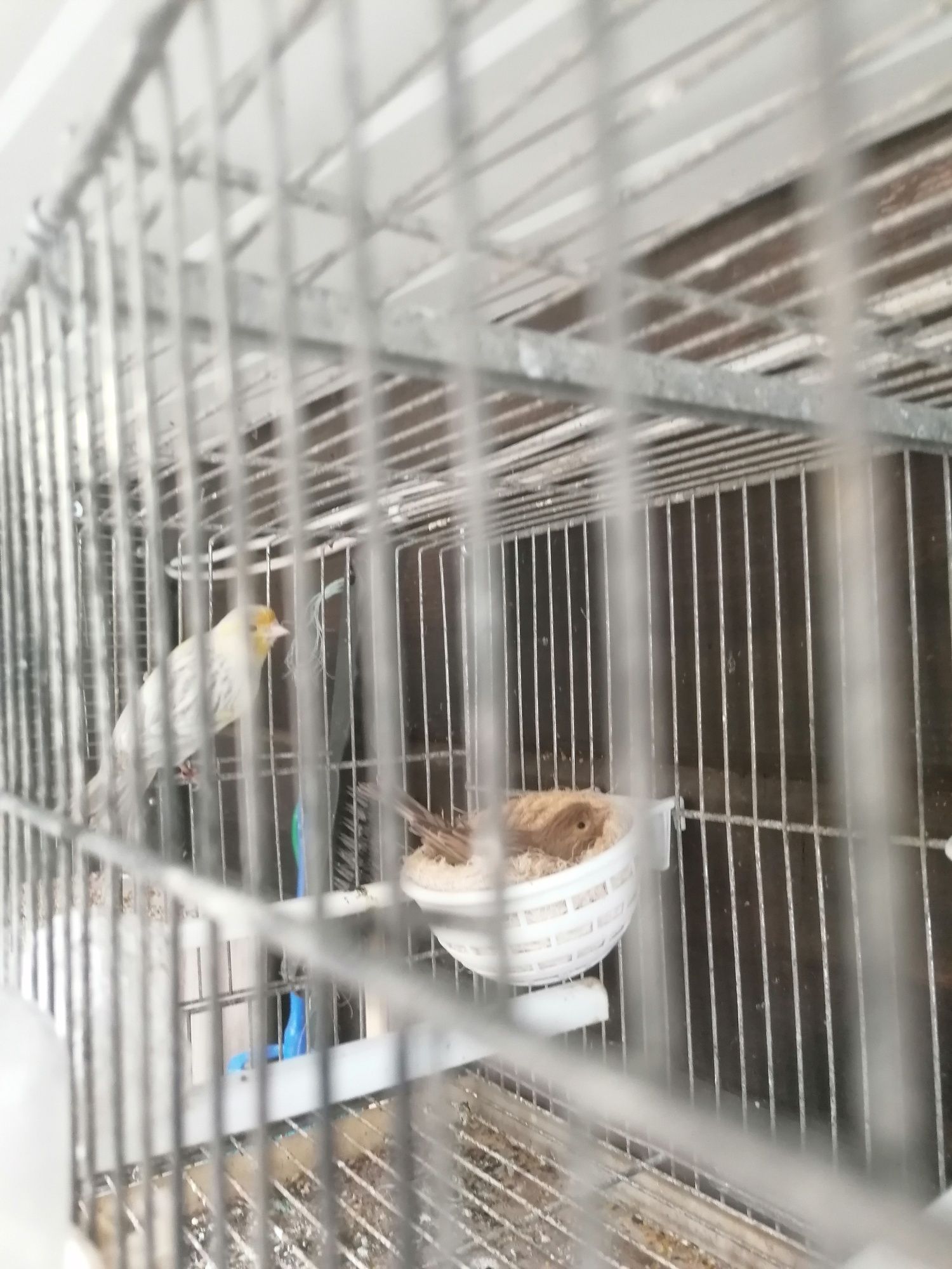 Babetes degolados canários