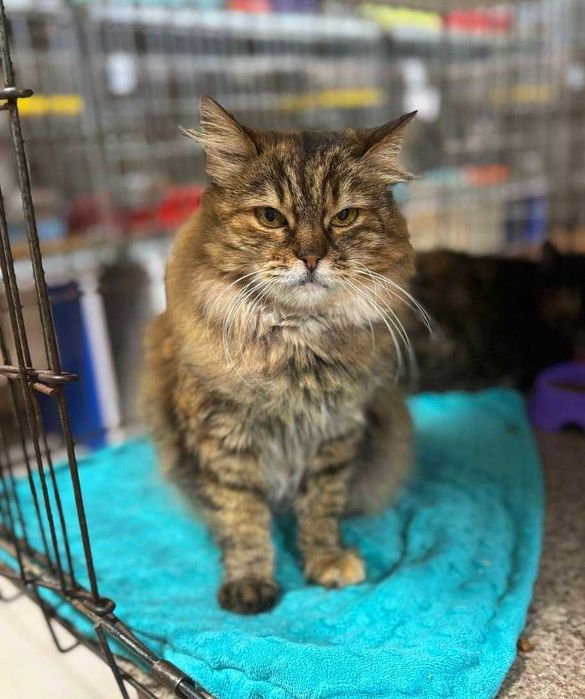 Симпатична пухнаста Марфуша шукає дім! кішка кіт кошеня