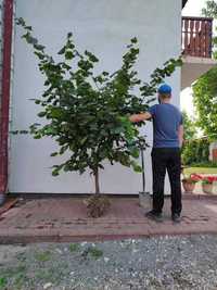 Sadzonki 4 letnie, leszczyna katalońska