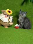Котенок : Кисуля - домовуля .