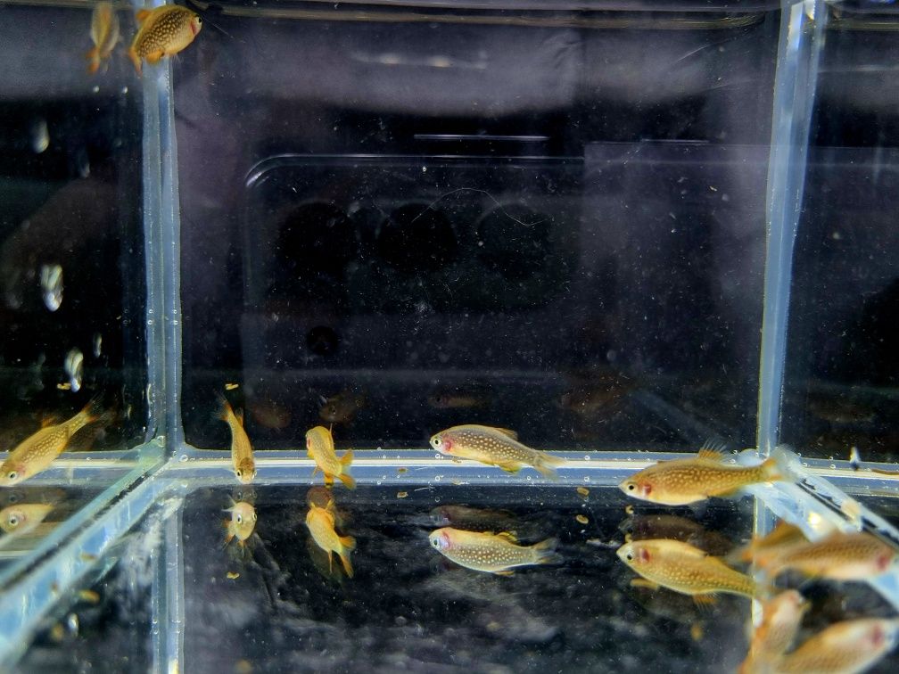 Rozbora Galaxy Danio perłowe ryby do nano akwarii lub krewetkarium