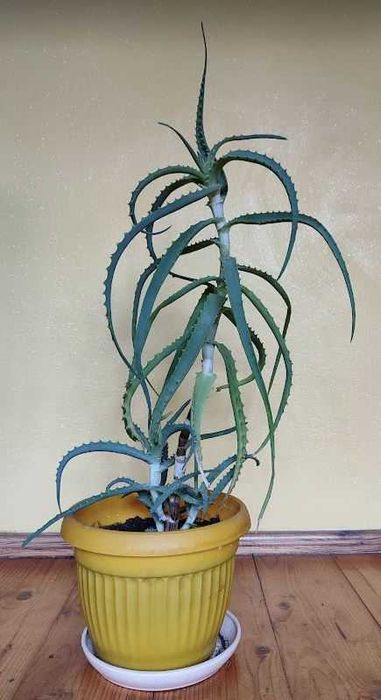 Reo meksykańskie, hoya, wilkomlecz, sansevieria, aloes, skrzydłokwiat
