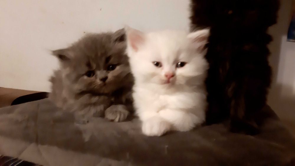 Cudne prześliczne przytulasy perskie