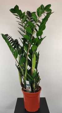 Zamiokulkas Zamiolistny Zamioculcas Zamiifolia 110-120 cm