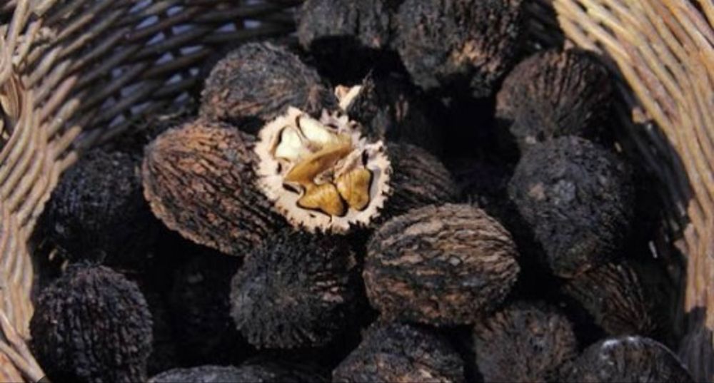 Продам саджанці ЧОРНОГО ГОРІХА